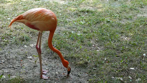 Flamingo looking for food close up.