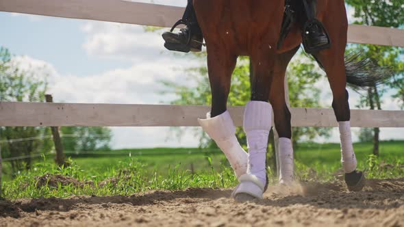 Bay Horse Wearing Stockings Running With A Rider On Its Back Along The Wooden Fence alt