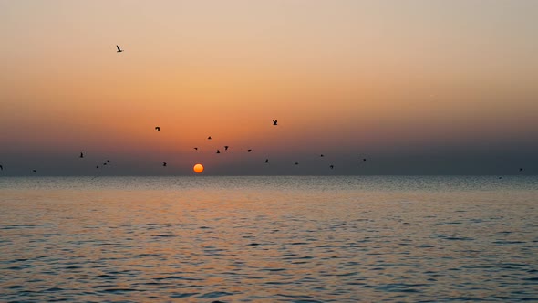 Flock of birds flies over the sea during sunset. Birds and sunset. Birds over the evening ocean.