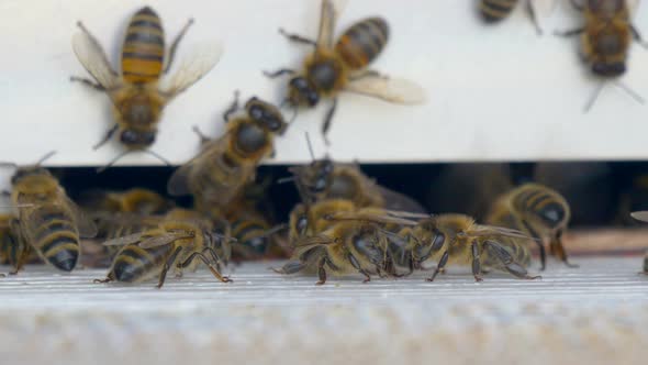 Macro view showing swarm of honey bees entering bee house or apiary alt