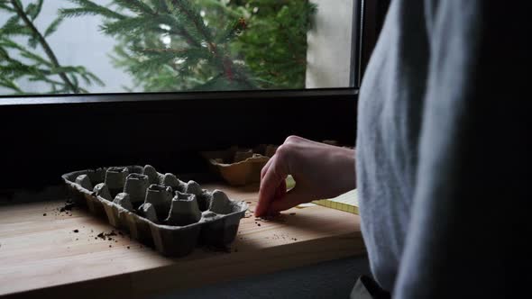 woman planting seeds in plastic pots on windowsill alt
