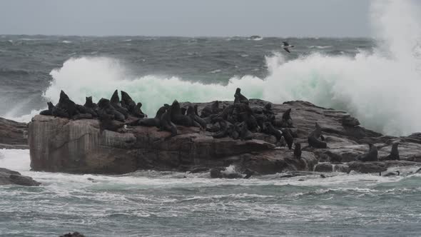 Slow Motion Shot of a Colony of Cape Fur Seals Chilling on a Rock While Waves Crash Over Them in Cap alt