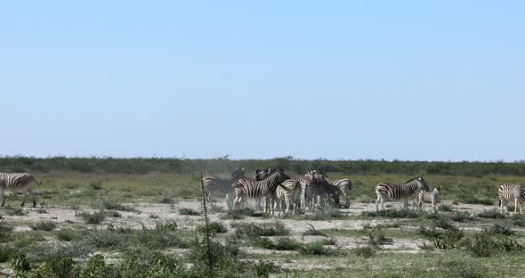Zebra in bush, Namibia Africa wildlife alt