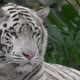 White Tiger Portrait - VideoHive Item for Sale
