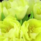 Time-lapse opening yellow tulip bouquet - VideoHive Item for Sale