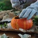 DIY Pumpkin Succulent Planter for Thanksgiving Day Decor - VideoHive Item for Sale
