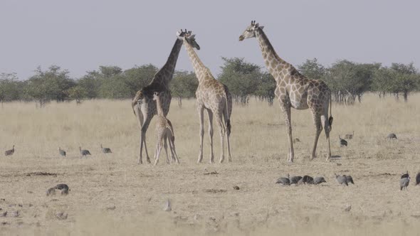 Giraffe Family With a Baby