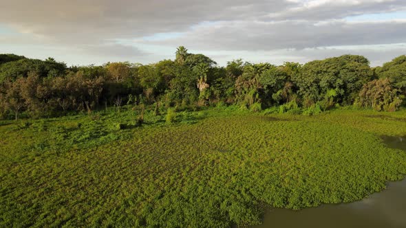 Aerial dolly right of vegetation and floating plants in Costanera Sur ecological reserve, Buenos Air alt