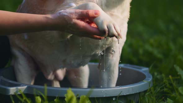 A person washing white Beagle-Labrador mix dog's paw with soap, in the park alt