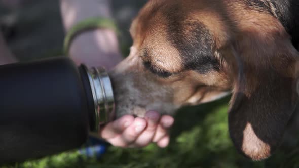 Beagle dog drinking from young womans hand and bottle during walk on trail alt