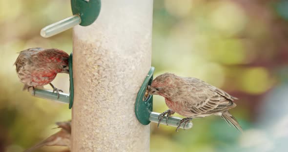 Cute Curious Brown Birds Flying on Sunny Day  alt