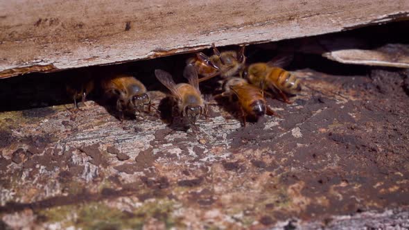 Bees entering a bee hive at a farm alt