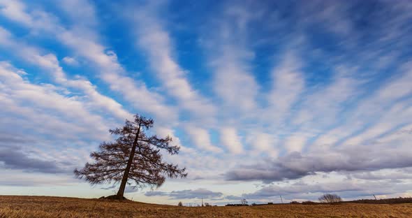 Clouds Moving Over Field with Larch Tree