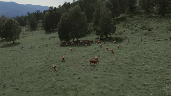 Herd of brown cows on green grass field in Altai