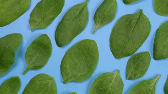 Rotating Background of Spinach Leaves on a Blue Backgroundhealthy Food Concept