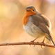 European Robin bird singing in the morning - VideoHive Item for Sale