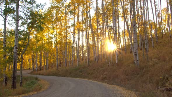 Sun bursting through aspen tree forest over windy path in Fall alt