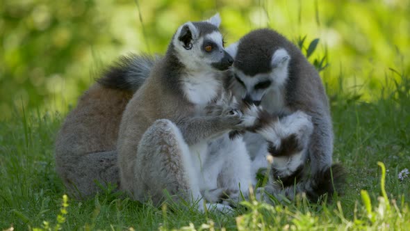 Cute Ring-Tailed Lemur Family grazing in green grass field early in the morning and cleaning tail,cl alt
