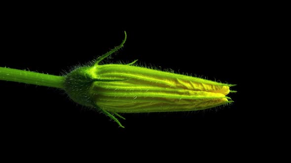 Pumpkin Flower Timelapse Video alt