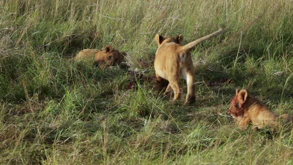 Lion Cubs Playing