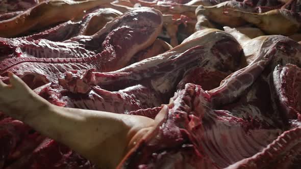 Dozens of Large Pig Carcasses with Cut Bellies Lie on Tables in a Butchery  
