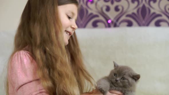 Beautiful girl playing with a gray, fluffy kitten