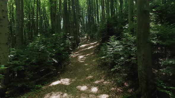 Aerial View From a Flying Drone of a Pathway Through a Green Deciduous Forest on a Summer Day alt