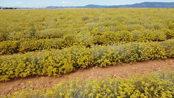 Helichrysum Italicum or curry plant yellow flowers agriculture cultivation aerial view alt