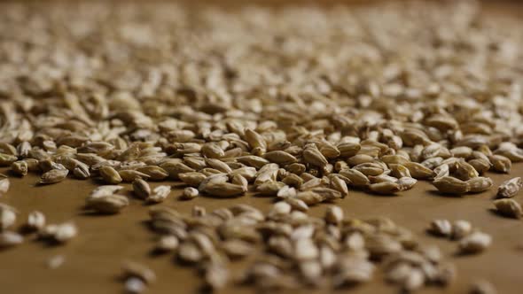 Rotating shot of barley and other beer brewing ingredients - BEER BREWING alt