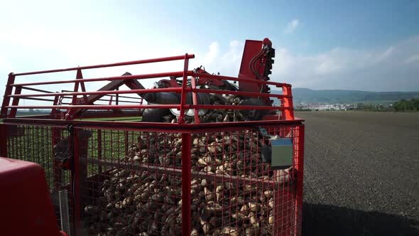 Harvesting Machine Full of Sugar Beets