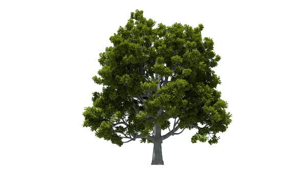Growing Oak Tree 