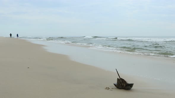 Beached horseshoe crab and hikers - Assateague Island National Seashore - Maryland alt