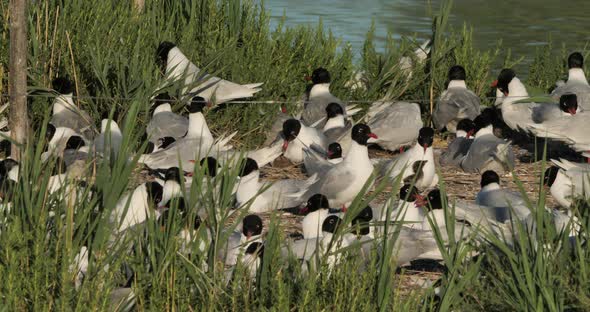 A flock of Mediterranean gull (Ichthyaetus melanocephalus), during the egg incubation time, Camargue alt