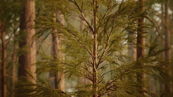 Giant Sequoias in Redwood Forest alt