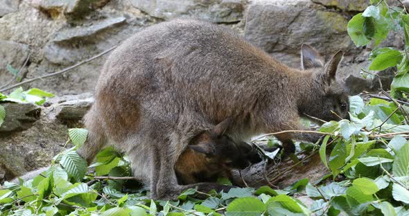 grazing kangaroo, baby looking from female bag alt