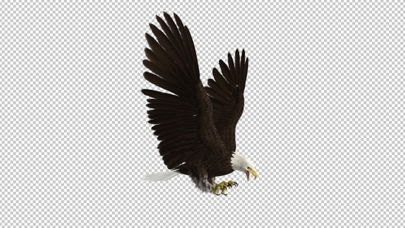 Bald Eagle Flying Attack - I