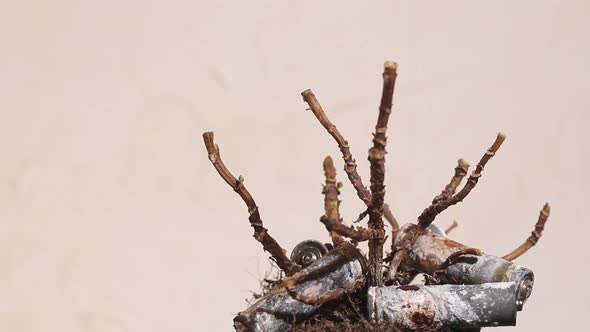 The Trunk And Branches Of A Dead Withered Plant. alt