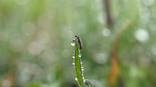 An Insect On The Edge Of A Drop Of Water At The Tip Of The Leaf alt