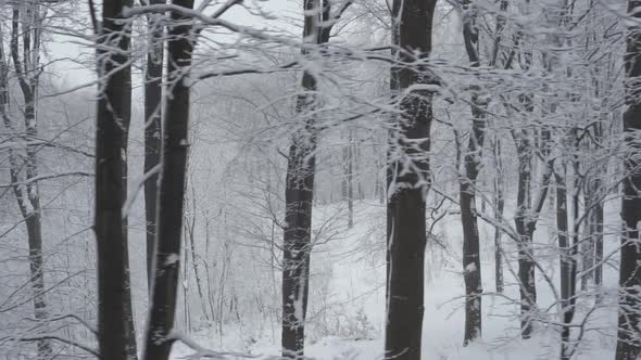 Snow Forest