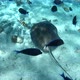 Diving with stingrays and multiple tropical fish - VideoHive Item for Sale