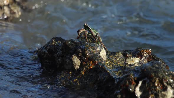 Crab on the Rock at the Beach alt