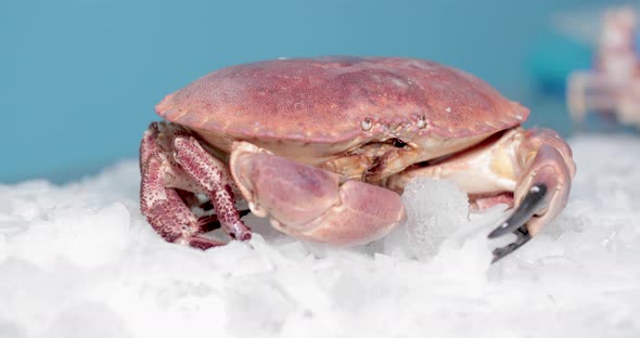 Red Crab Moving Its Feelers On Ice With Blue Backdrop