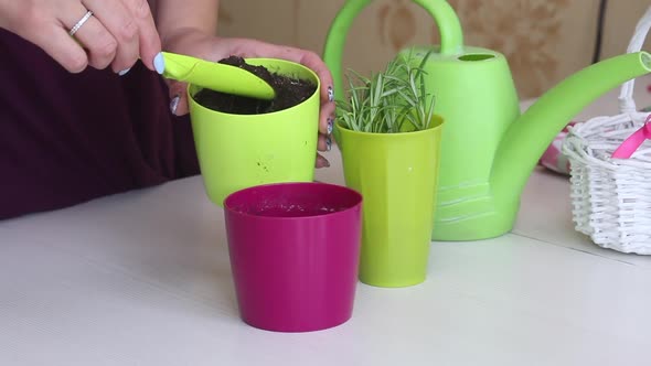 Planting Sprouted Sprigs Of Rosemary. A Woman Fills A Pot With Soil. Close Up. alt