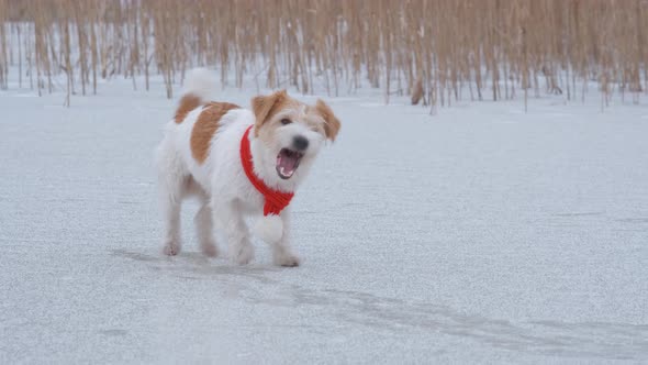 Dog breed Jack Russell Terrier with a red scarf stands on the ice of the lake and barks alt