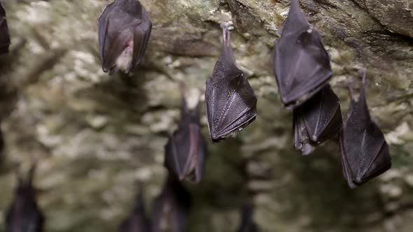 A group of small brown bats are sleeping on the ceiling of the cave. alt