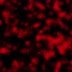 Bacteria  - VideoHive Item for Sale