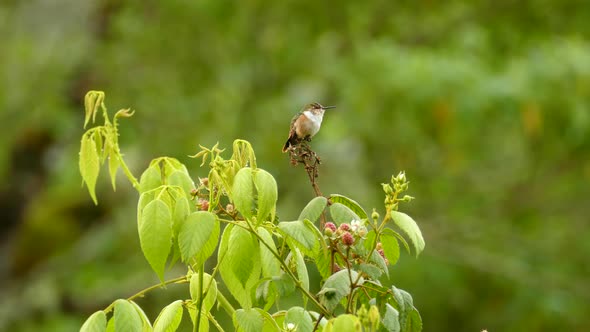 Close-up shot of a small Hummingbird perched on a plant branch flying away in a natural tropical env alt