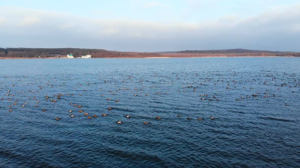 An Aerial View of a Group of Mallard Ducks Swimming Peacefully in a Large Lake. Wild Ducks in Vivo alt