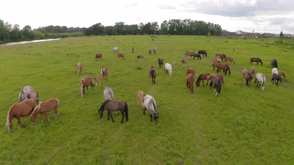 A Herd of Horses Graze in a Green Meadow Along the River