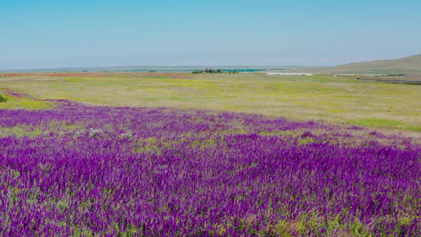 Aerial Footage of a Flower Field with Purple Flowers